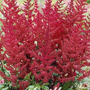 Astilbe Red 1-pakke